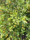 Calamansi Tree Cuttings - Rooting Grafting - Citrus microcarpa - Fresh Calamondin Citrus Plant Propagation