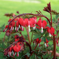 Red Bleeding Heart Seeds - 25 Flower Seeds for Garden - Shade Garden Plants - Dicentra spectabilis - US Seller
