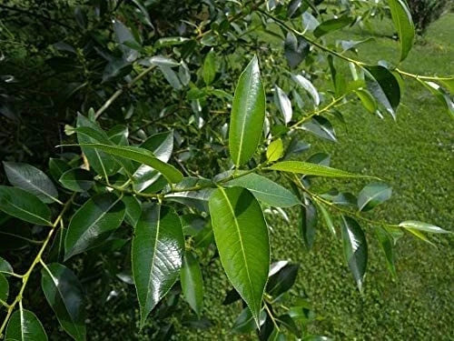 Bay Leaf Bonsai Tree Cutting - Thick Trunk - Indoor/Outdoor - Laurus nobilis Bonsai Plant