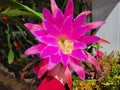 Epiphyllum Chanteuse Unrooted Cuttings - 8 to 10 Inches - Orchid Cactus (Epiphyllum)