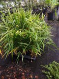Ginger Plant - Live Culinary Root - Non-GMO, Pesticide-Free - Zingiber officinale - 1 Plant from Ocala, Florida