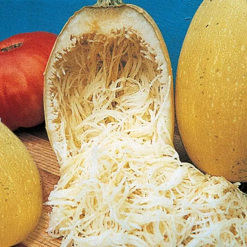 Organic Heirloom Spaghetti Squash Seeds - 25+ Non-GMO Winter Seeds - Fresh, Quality Seeds for Home Gardening