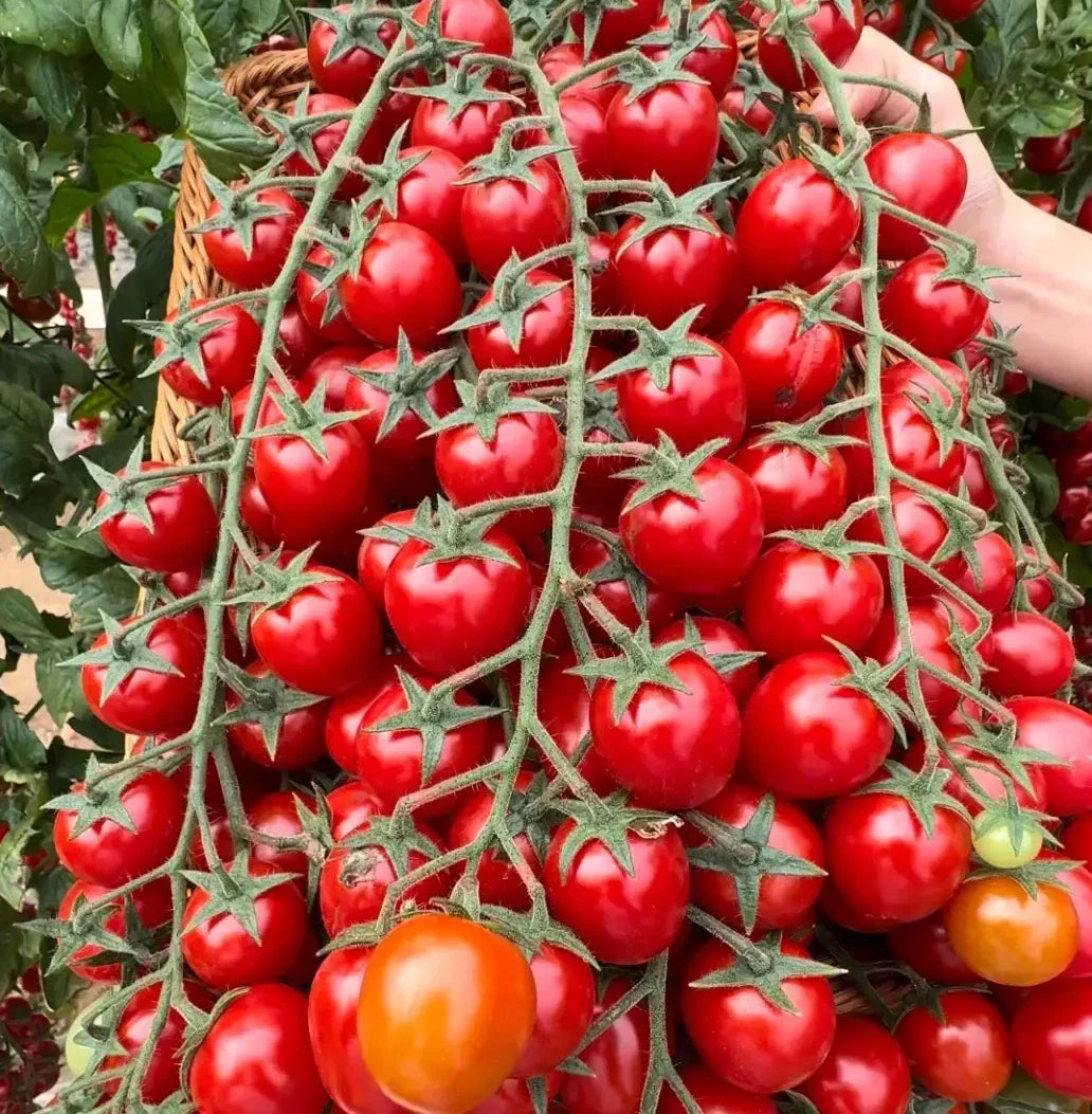 Waterfall Tomato Seeds - 10+ Heirloom, Organic, Sweet, High Yield - Rare Variety - Solanum lycopersicum
