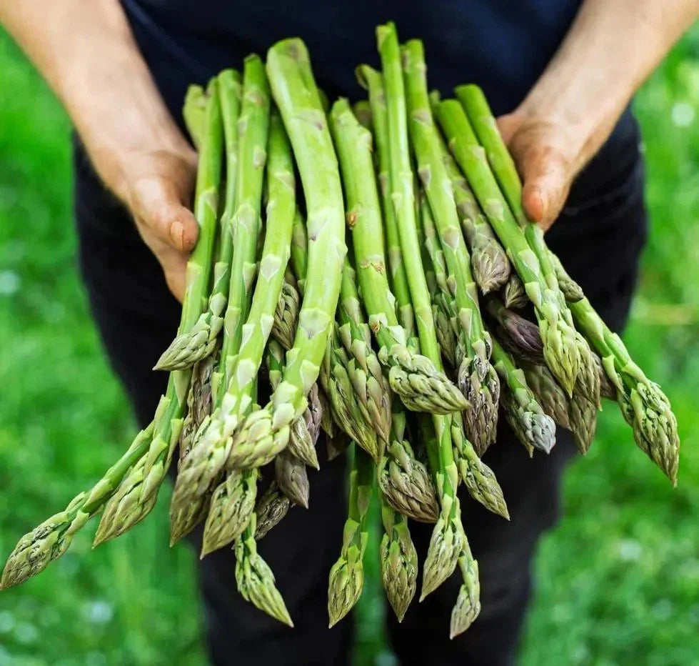 Asparagus Seeds - 1000+ Non-GMO Heirloom Mary Washington - Organic Fresh - Garden Planting