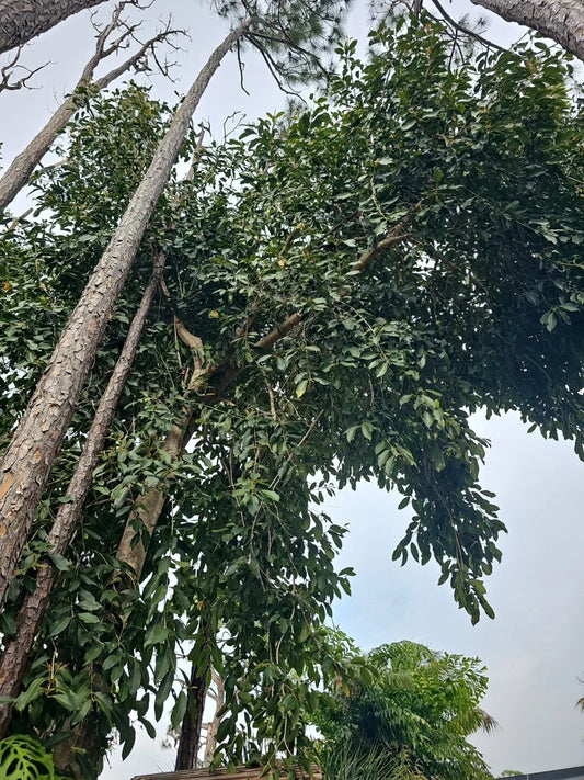 Jamun Jambhul Fruit Tree Cuttings - Syzygium cumini - Indian Wax Apple - Java Plum - 3 Premium Cuttings