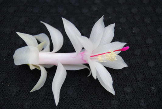 Christmas Cactus Starter Plant - Livia Variety - Schlumbergera Truncata - Indoor Houseplant Gift