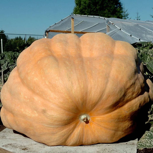 Dill's Atlantic Giant Pumpkin Seeds - 20 Heirloom, Non-GMO, World Record Variety - Perfect for Gardening and Competitions