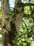 American Sycamore Tree Seeds 50+ | Platanus occidentalis | Buttonwood Variety