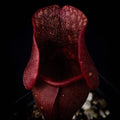 Sarracenia purpurea Venosa Red | Carnivorous Plant | Purple Pitcher Plant | Live Plant for Home Decor