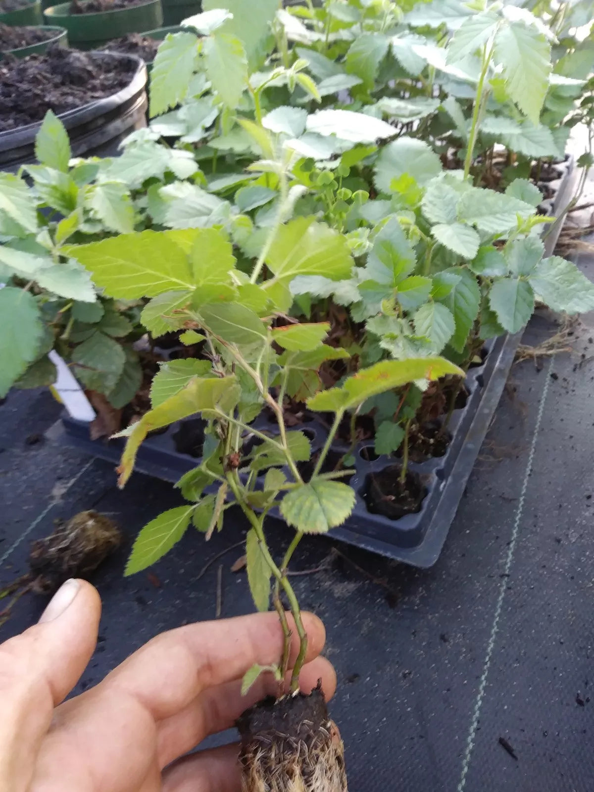 Thornless Blackberry Plant 1 Gallon Navaho Pesticide-Free Non-GMO Rubus fruticosus