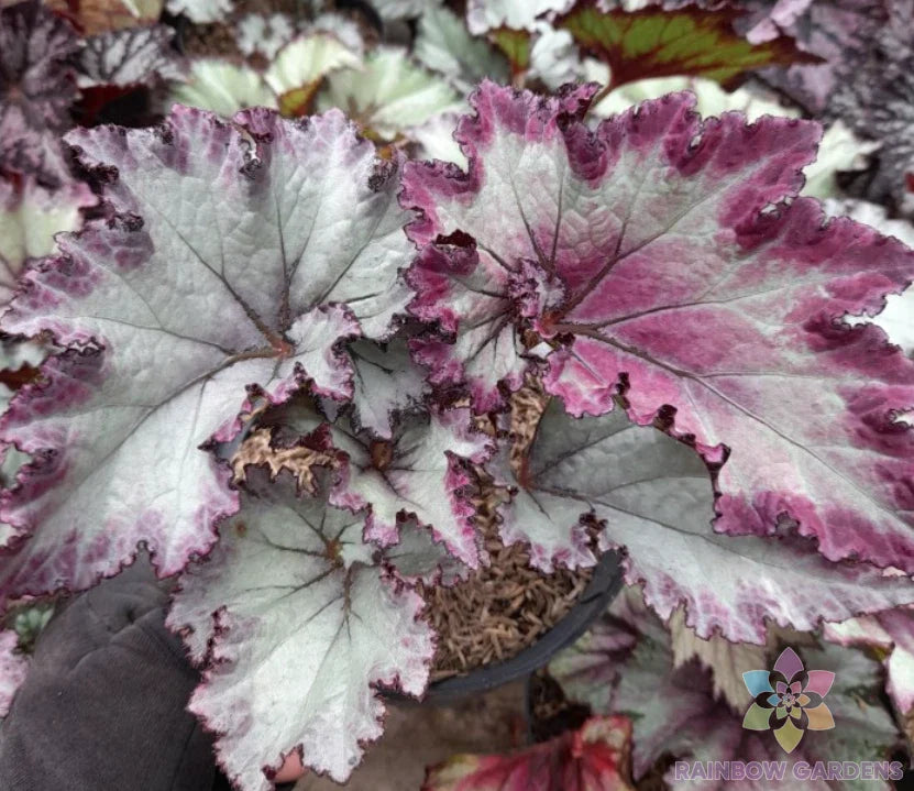 Satin Jazz Begonia Seeds - 25+ Premium Seeds for Garden Planting - Indoor/Outdoor - Begonia 'Satin Jazz'