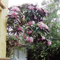 Shooting Star Starter Plant - Clerodendrum Quadriloculare Starburst - Live Plant in Pot - Unique Houseplant