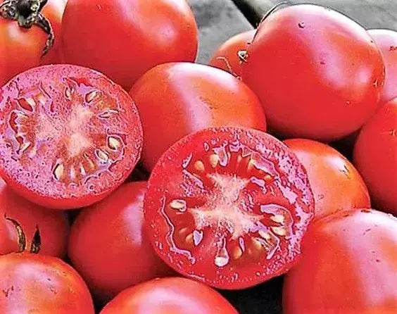 Siberian Tomato Seeds 120+ Heirloom Organic Non-GMO Fresh Seeds for Planting (Solanum lycopersicum)