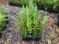 Leyland Cypress 12-18" Plants - Fast-Growing Evergreen Trees, Cupressocyparis leylandii, Box of 50 in Pots, Shipping Included