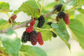 Fruit Seeds for Planting - Assorted Varieties - Organic, Heirloom, Non-GMO - Tomato (Solanum lycopersicum), Pepper (Capsicum spp.)
