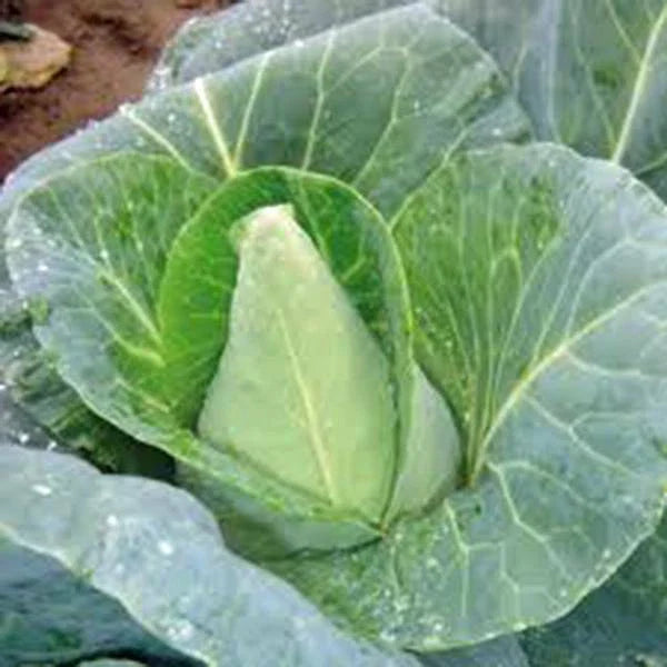 Cabbage Seeds - Early Jersey Wakefield, Heirloom, Non-GMO, 50 Seeds, Organic Vegetable Garden Planting