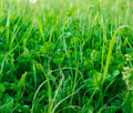 No-Till Garden Cover Crop Mix Seeds - 1 lb Blend of Gardening Cover Crops for Soil Health and Erosion Control