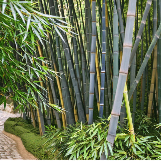 50 Bamboo Seeds - Tropical Blue Clumping Privacy Plant for Garden - Perfect Shade Screen - Ideal for Landscaping