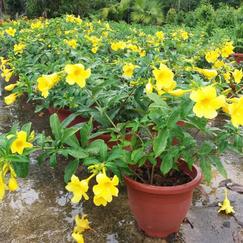 Yellow Allamanda Live Plants - 2 Plug Size Starter Plants 5-8 Inches Tall - Allamanda cathartica