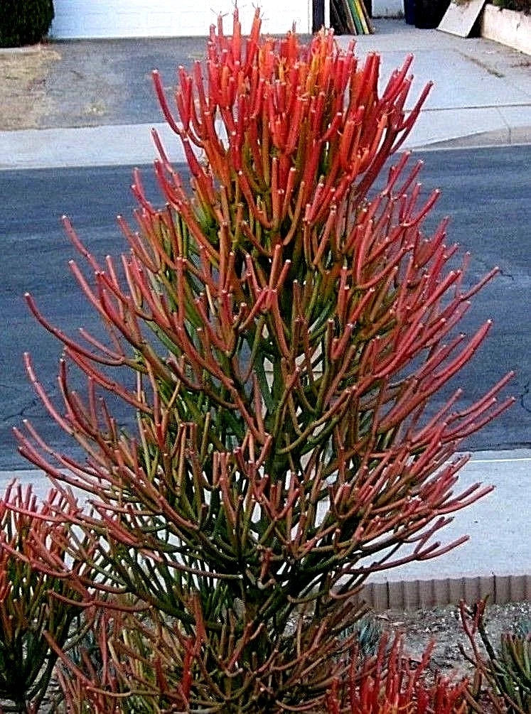 Fire Sticks Cuttings - Euphorbia Tirucalli Pencil Cactus Succulent - Fresh 10 Cuttings for Planting and Propagation