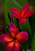 Red Root Plumeria Plant in 3-Inch Pot | Live Tropical Flowering Plant | Plumeria Rubra Variety
