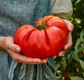 Giant Beefsteak Tomato Seeds - 30+ Heirloom Organic NON-GMO Seeds - Fresh Gardening Supplies - Solanum lycopersicum