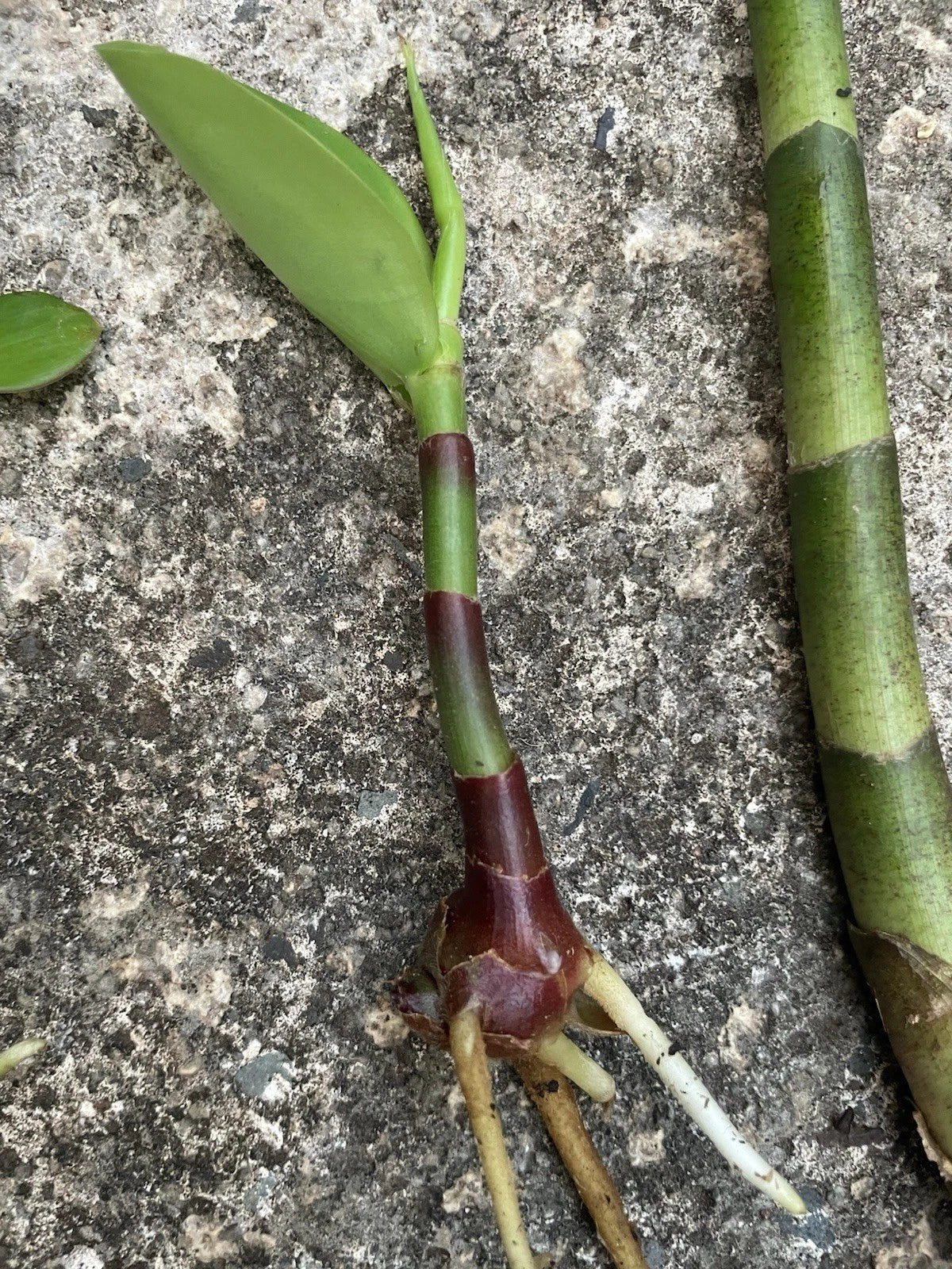 Yellow Spiral Ginger Rooted Cutting - Dimerocostus strobilaceous - Hawaii Grown, Tropical Plant for Home or Garden
