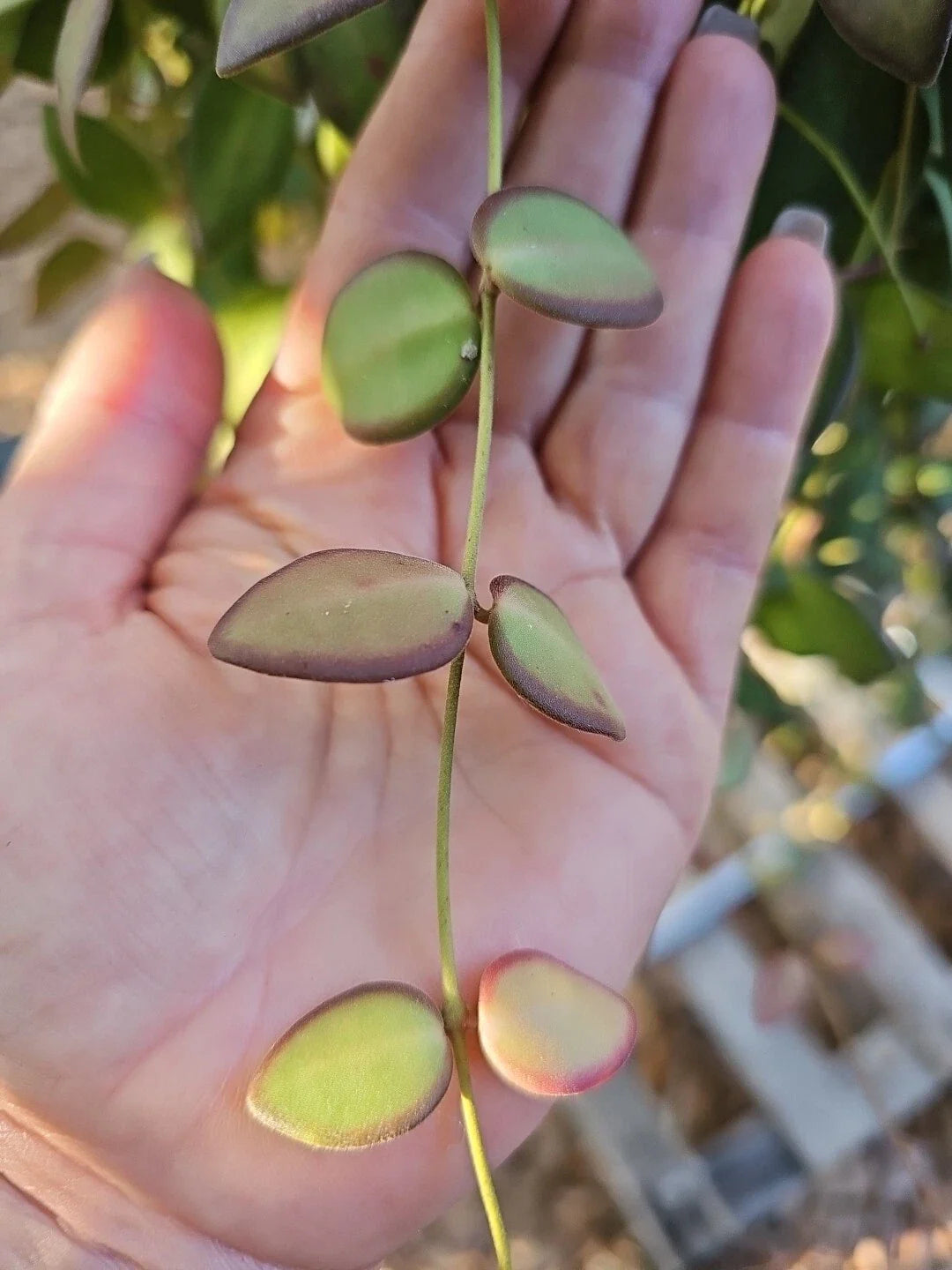Hoya Burtoniae Cutting - Unrooted 3 Node Bilobata Wax Plant - Fresh Hoya Plant Cutting - Indoor Houseplant