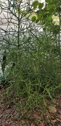 Euphorbia Tirucalli Cuttings - 10 Fire Stick Pencil Cactus Cuttings - 5 Inch Each - Easy Grow Succulent Plant
