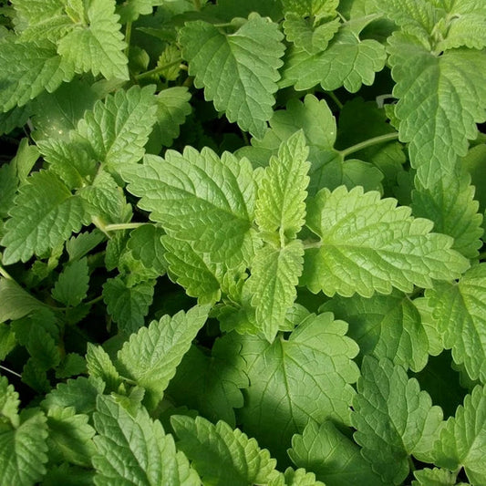 Catnip Seeds 2,000 Heirloom Non-GMO | Nepeta cataria | Organic Catnip for Cats