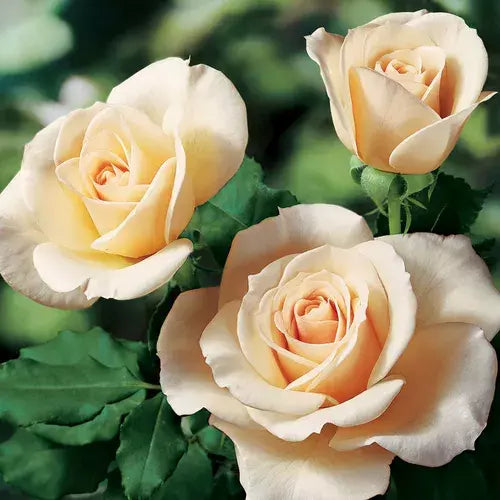 Rose Cuttings for Rooting, Canada Variety, 3 Cuttings, Rosa spp.