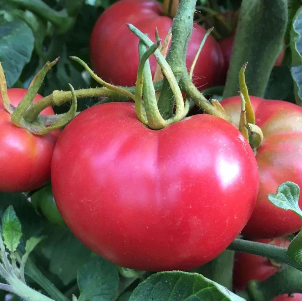 Tomato Seeds 1000 Count - Bradley Pink Variety - Compact Bushy Plant - Sweet Dark-Pink Tomatoes - Ideal for Canning and Fresh Market