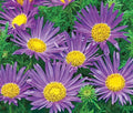 Tahoka Daisy Seeds - 150 Seeds - Prairie Aster Blue - Machaeranthera tanacetifolia - Free Shipping on 15+