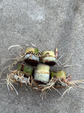 Rooted Sugarcane Cuttings - 5pcs Sweet Juicy Tropical Plant - Ready to Grow - Saccharum officinarum
