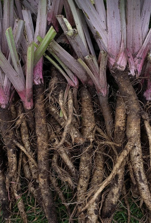 Burdock Seeds - 10-200 Count - Edible Gobo Kimpira - Heirloom Variety - Arctium lappa