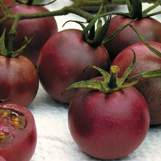 Chocolate Cherry Tomato Seeds - 120+ Heirloom Organic Seeds - Super Sweet Variety - Rare Heirloom Tomatoes