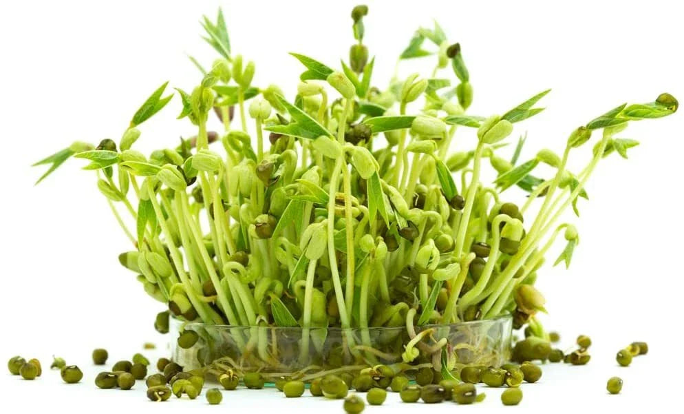 Mung Bean Sprout Seeds - 100 Count for Easy Sprouting - Vigna radiata - Grow Tasty and Delicious Sprouts in Just Water