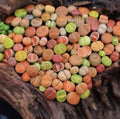 Lithops Living Stones - 10 Pc Random Mix - Succulent Plants - Bare Root - Unique Desert Plants