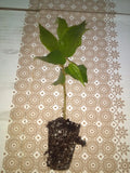 Jamaican Cherry Starter Plant Muntingia calabura Small Well-Rooted Cutting Strawberry Tree