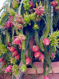 American Beauty Dragon Fruit Cuttings 8"-10" Red Flesh Self Pollinating Hylocereus costaricensis