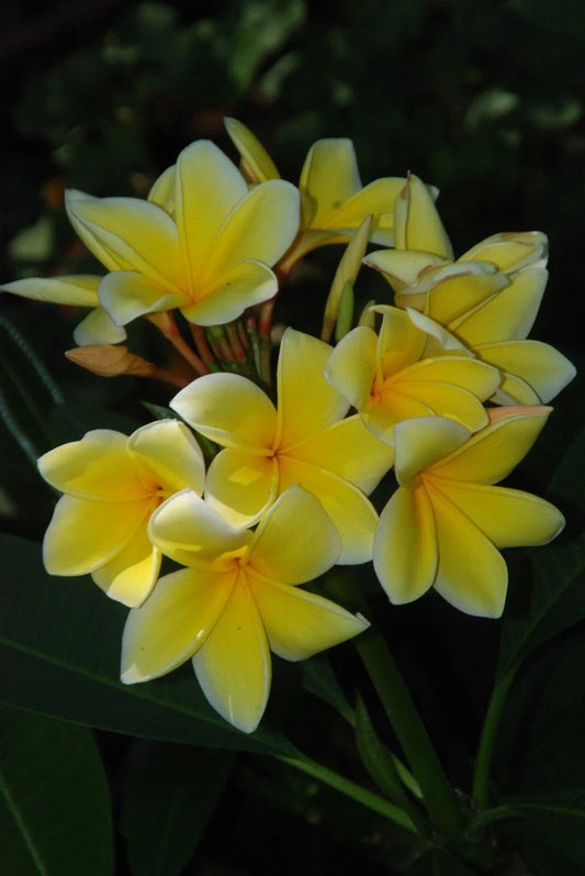 Rooted Plumeria Cutting 12-15" - Florida Grown Tropical Flowering Plant - Frangipani