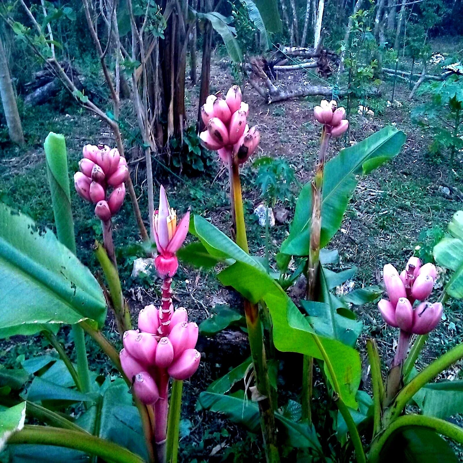 Pink Dwarf Banana Tree Seeds - 10 Pack - Rare Musa velutina - Fast Growing, Hardy for Zone 7b