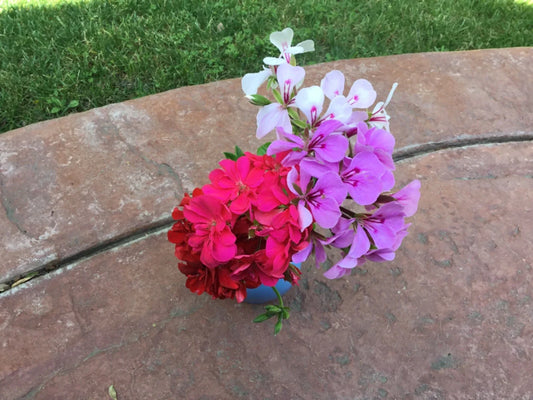 Ivy Geranium Cuttings Set of 9 - Four Colors for Rooting - Pelargonium peltatum
