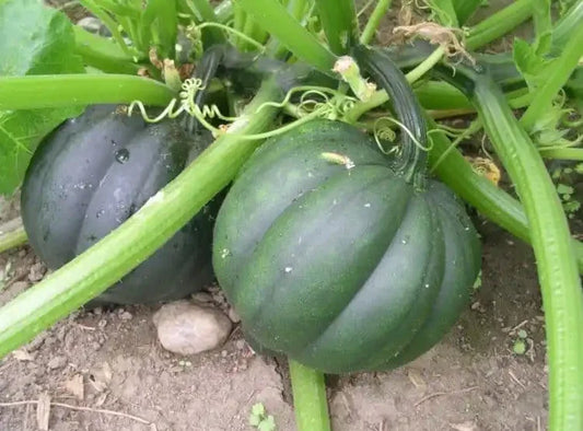 25+ Organic Heirloom Table Queen Acorn Winter Squash Seeds - Non-GMO - Fresh - Cucurbita pepo