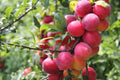 Plum Fruit Tree Seeds - 10 Seeds of Prunus Americana - USA Grown, Ideal for Planting, Home Garden