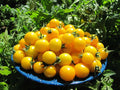Gold Nugget Cherry Tomato Seeds - 120+ Organic Heirloom Non-GMO - Supersweet Variety, Perfect for Home Gardens