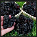 Big Daddy Thornless Blackberry Plants - 5 Jumbo Bare Root Edible Rubus for Outdoor Garden, Zones 5-9