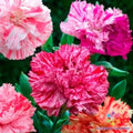 Picotee Mix Carnation Seeds - 200+ Count - Dianthus caryophyllus - Perfect for Garden Planting - USA