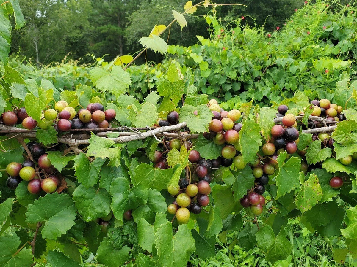 Alachua Muscadine Grape Plant - Live Rooted Starter - Vitis rotundifolia - Self-Pollinating - Medium Purple Black Fruit, Zones 7-11