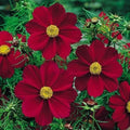 Cosmos Seeds - 50 Non-GMO Versailles Tetra Red Flower Seeds - Attracts Pollinators & Butterflies - Perfect for Gardens